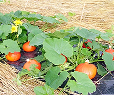 おいしいのに安い！1食513円（税込）〜