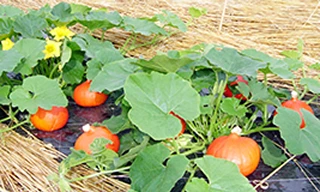 農家とお客様をつなぐ仕組み